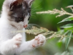 Funny Kitten