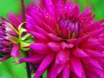 Drops on Dahlias