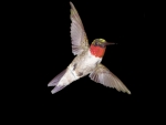 Rubythroated Hummingbird Flight