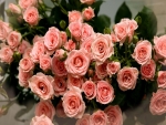 Beautiful Pink Roses
