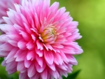 Pink Dahlia
