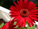 Red Gerbera