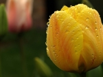 Beautiful Tulips