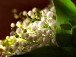 Lily of the Valley