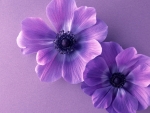 Purple Flowers