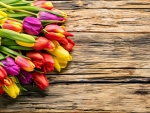 Colorful Tulips