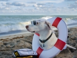 Dog on the Beach
