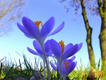 Spring Crocus
