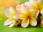 PLUMERIA