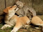 Puppy Love Kitten