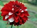 Red White Dahlia