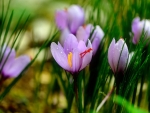 Spring Crocuses