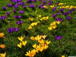 Crocus field