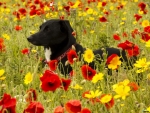 Dog in Flower Field
