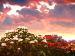 Beautiful Flowers under the Evening Sky
