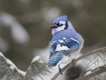 blue jay