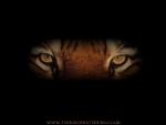 tigers eyes