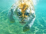 diving tiger