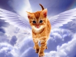 Angel Cat
