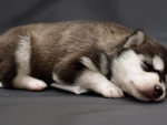 Sleeping Puppy