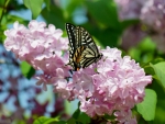 Butterfly on Pink Flowers