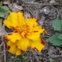 yellow flower