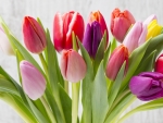 Spring Tulips