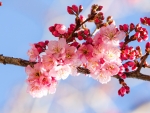 Cherry Flowery Spring