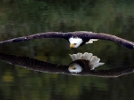 Bald Eagle Over the Lake