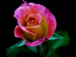 One Pink Rose