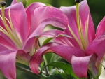 Pink Lilies