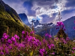 Purple flowers in Norway