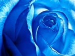 Gorgeous Blue Rose