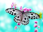 Lovely Butterfly