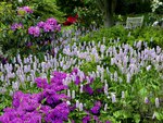Purple Garden