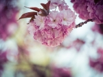 Cherry Blossoms