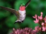Broad Tailed Hummingbird
