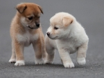 Playful Puppies