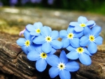 Forget me not Flowers