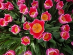 Amazing Tulips