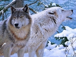 Winter Wolves