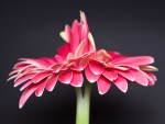Twin Gerbera