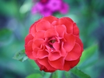 Lovely Red Rose