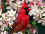 beautiful cardinal