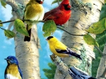 beautiful birds