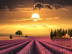 Lavender Fields at Sunset