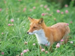 Red Fox In Spring Meadow