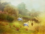 Swans In The Mist