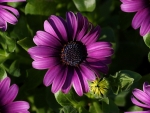 Violet Daisies