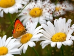 A butterfly on spring flower